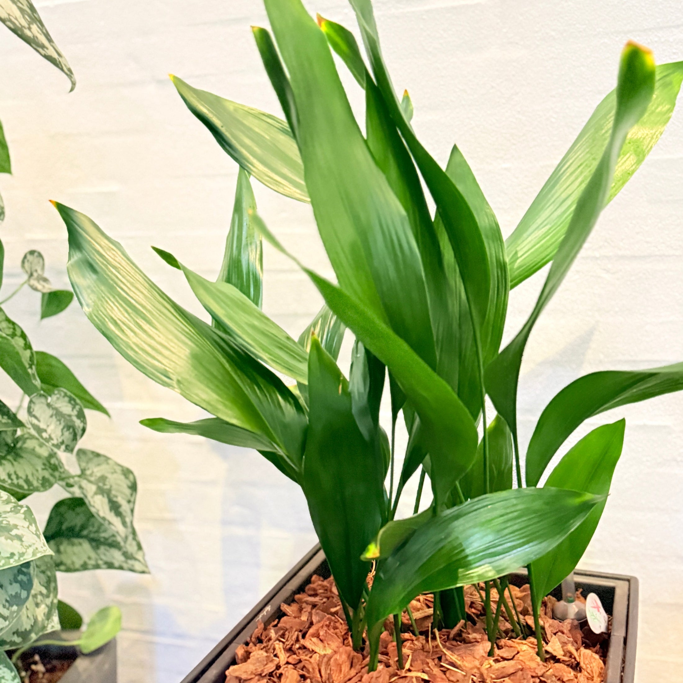 Second Hand Aspidistra – Støbejernsplante med Karakter