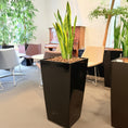 Indlæs billede i gallerivisning, Second Hand Båndplante – Sansevieria Trifasciata med Karakter
