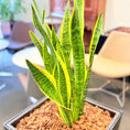 Indlæs billede i gallerivisning, Second Hand Båndplante – Sansevieria Trifasciata med Karakter
