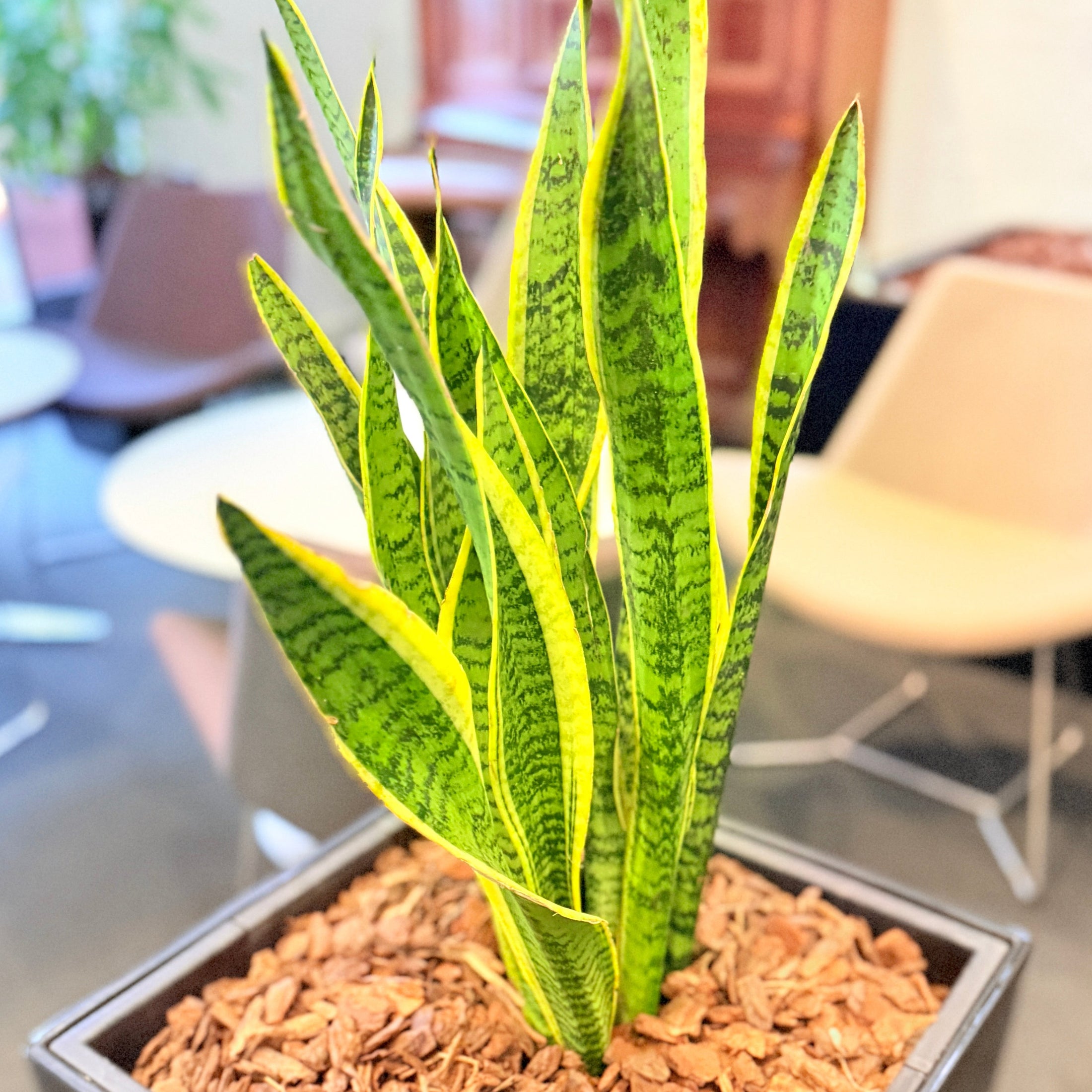 Second Hand Båndplante – Sansevieria Trifasciata med Karakter