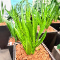 Indlæs billede i gallerivisning, Second Hand Båndplante – Sansevieria Trifasciata med Karakter
