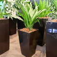 Indlæs billede i gallerivisning, Second Hand Aspidistra Variegata – Broget Støbejernsplante med Karakter
