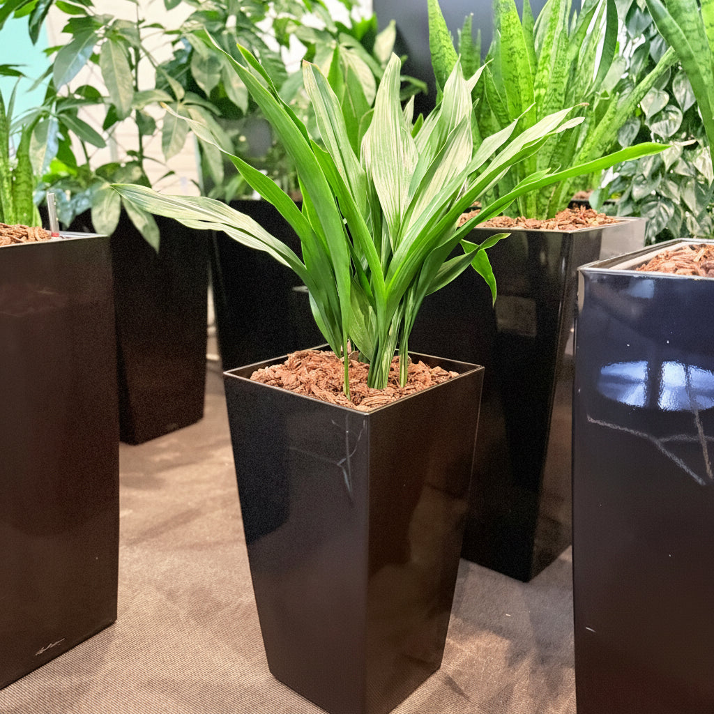 Second Hand Aspidistra Variegata – Broget Støbejernsplante med Karakter