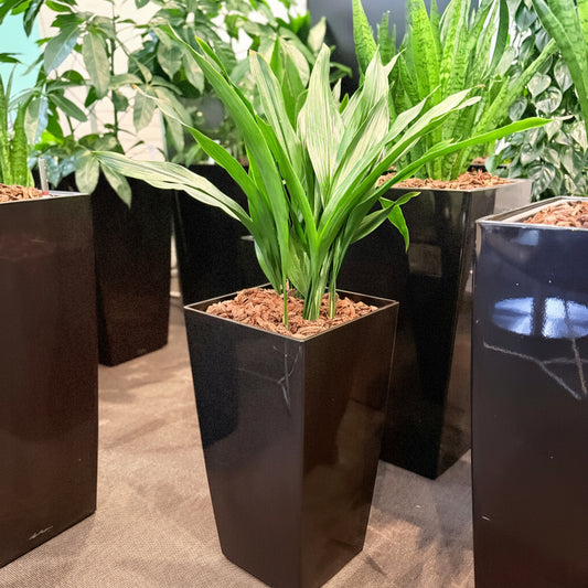 Second Hand Aspidistra Variegata – Broget Støbejernsplante med Karakter