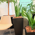 Indlæs billede i gallerivisning, Second Hand Båndplante – Sansevieria Trifasciata med Karakter
