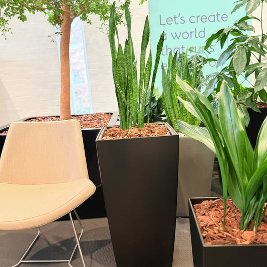 Second Hand Båndplante – Sansevieria Trifasciata med Karakter
