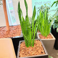 Indlæs billede i gallerivisning, Second Hand Båndplante – Sansevieria Trifasciata med Karakter
