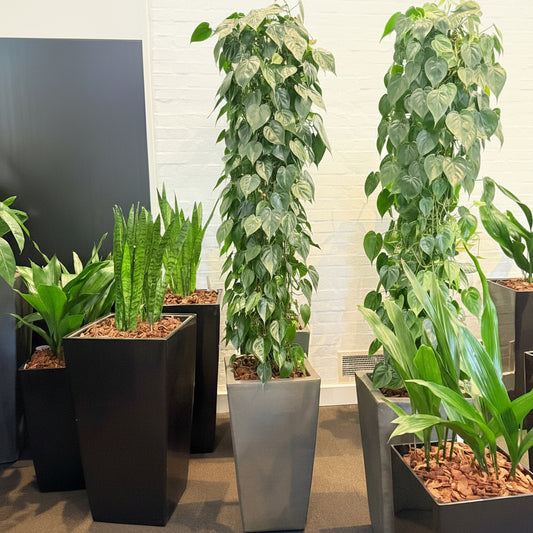 Second Hand Hjertephilodendron – Philodendron Scandens med Karakter