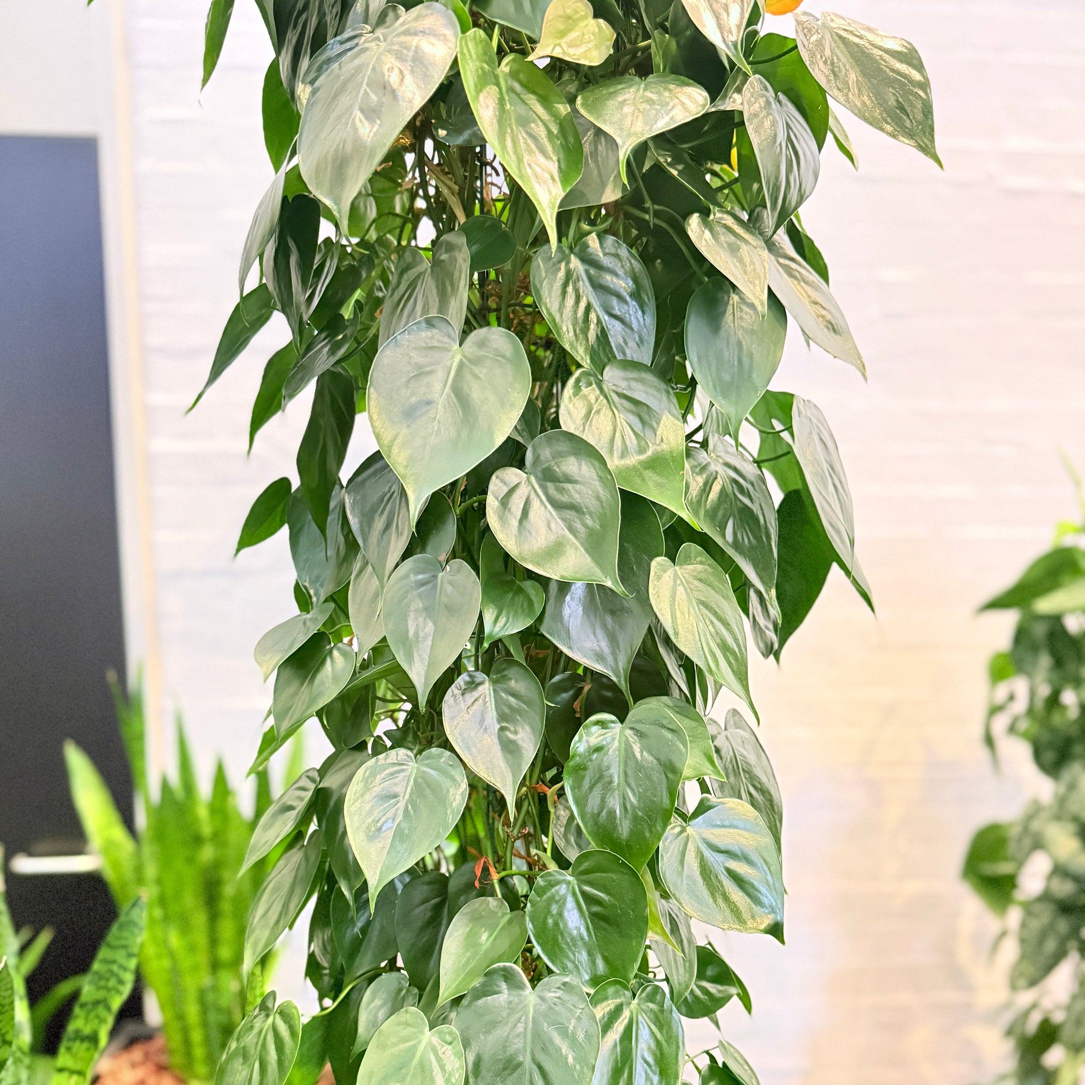 Second Hand Hjertephilodendron – Philodendron Scandens med Karakter