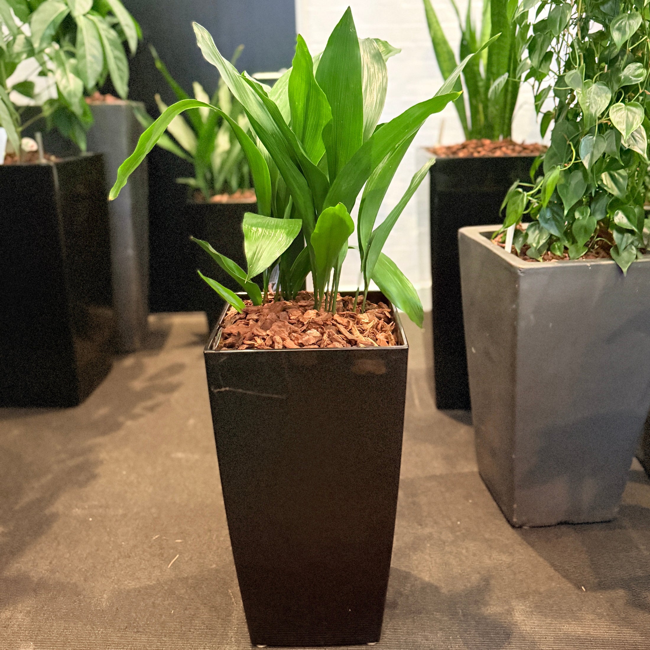Second Hand Aspidistra Variegata – Broget Støbejernsplante med Karakter