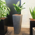 Indlæs billede i gallerivisning, Second Hand Aspidistra Variegata – Broget Støbejernsplante med Karakter
