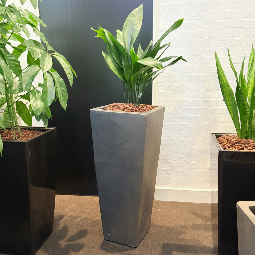 Second Hand Aspidistra Variegata – Broget Støbejernsplante med Karakter