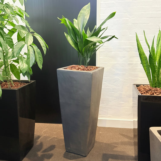 Second Hand Aspidistra Variegata – Broget Støbejernsplante med Karakter
