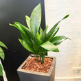 Indlæs billede i gallerivisning, Second Hand Aspidistra Variegata – Broget Støbejernsplante med Karakter
