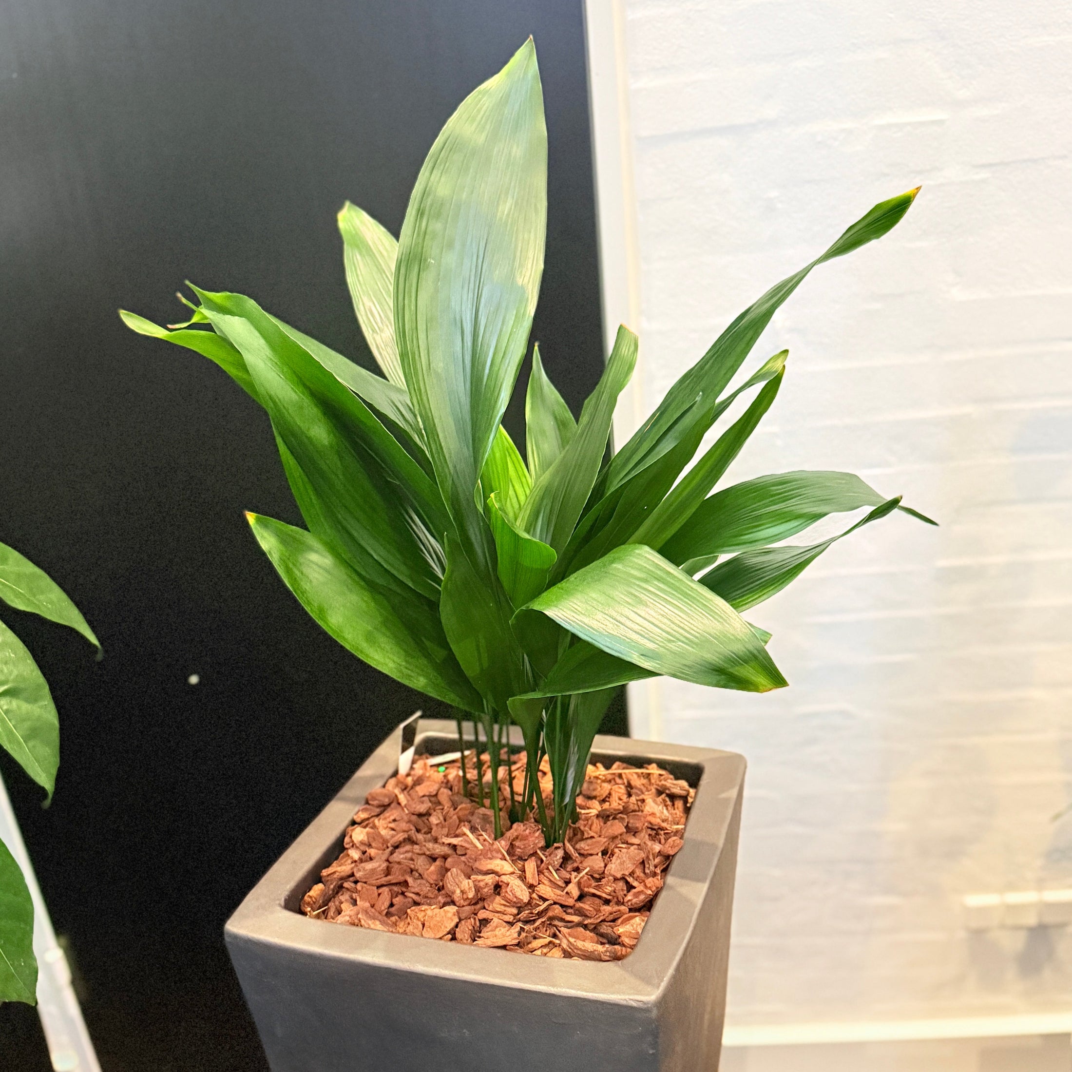 Second Hand Aspidistra Variegata – Broget Støbejernsplante med Karakter