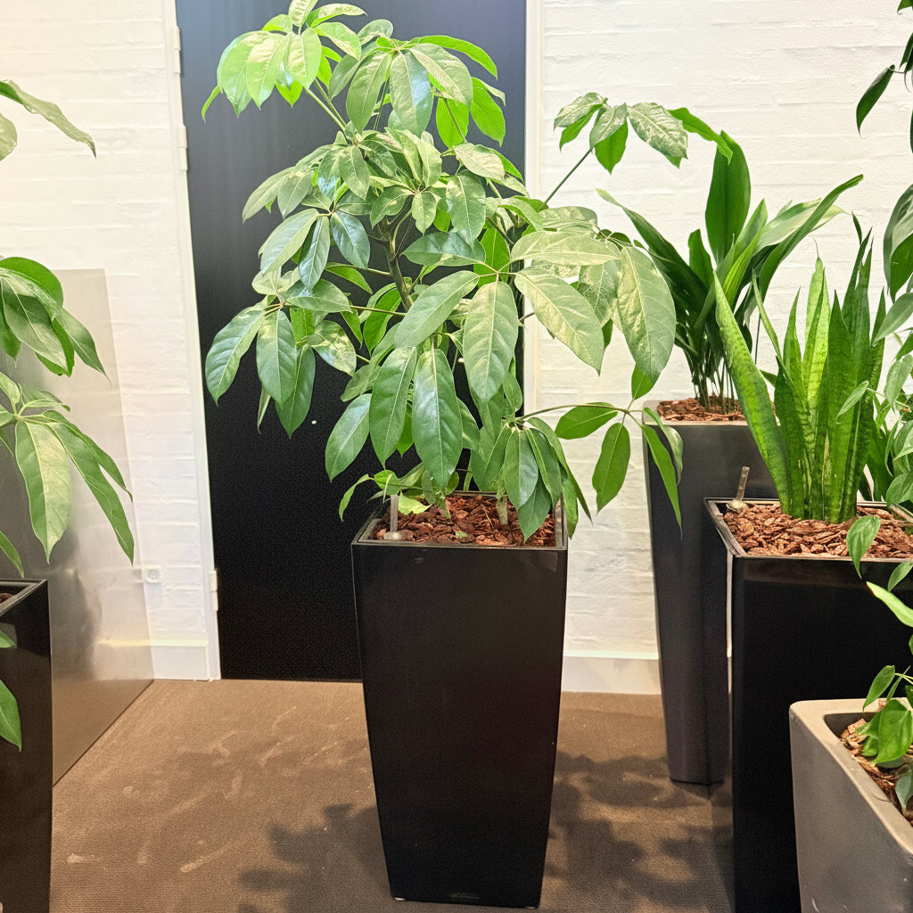 Second Hand Paraplyplante – Schefflera Arboricola med Karakter