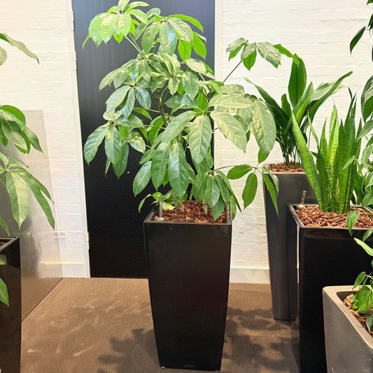 Second Hand Paraplyplante – Schefflera Arboricola med Karakter
