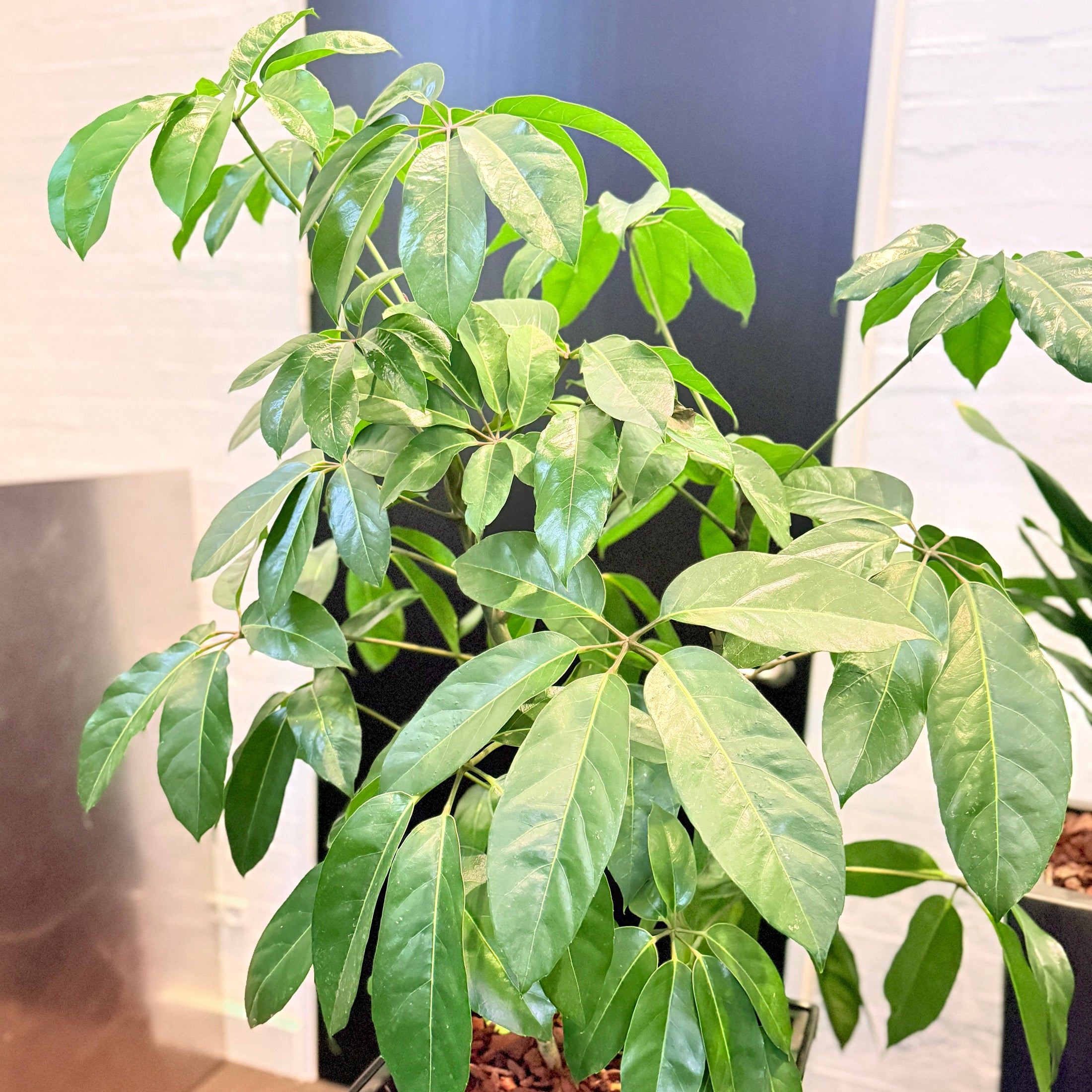 Second Hand Paraplyplante – Schefflera Arboricola med Karakter