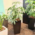 Indlæs billede i gallerivisning, Second Hand Paraplyplante – Schefflera Arboricola med Karakter
