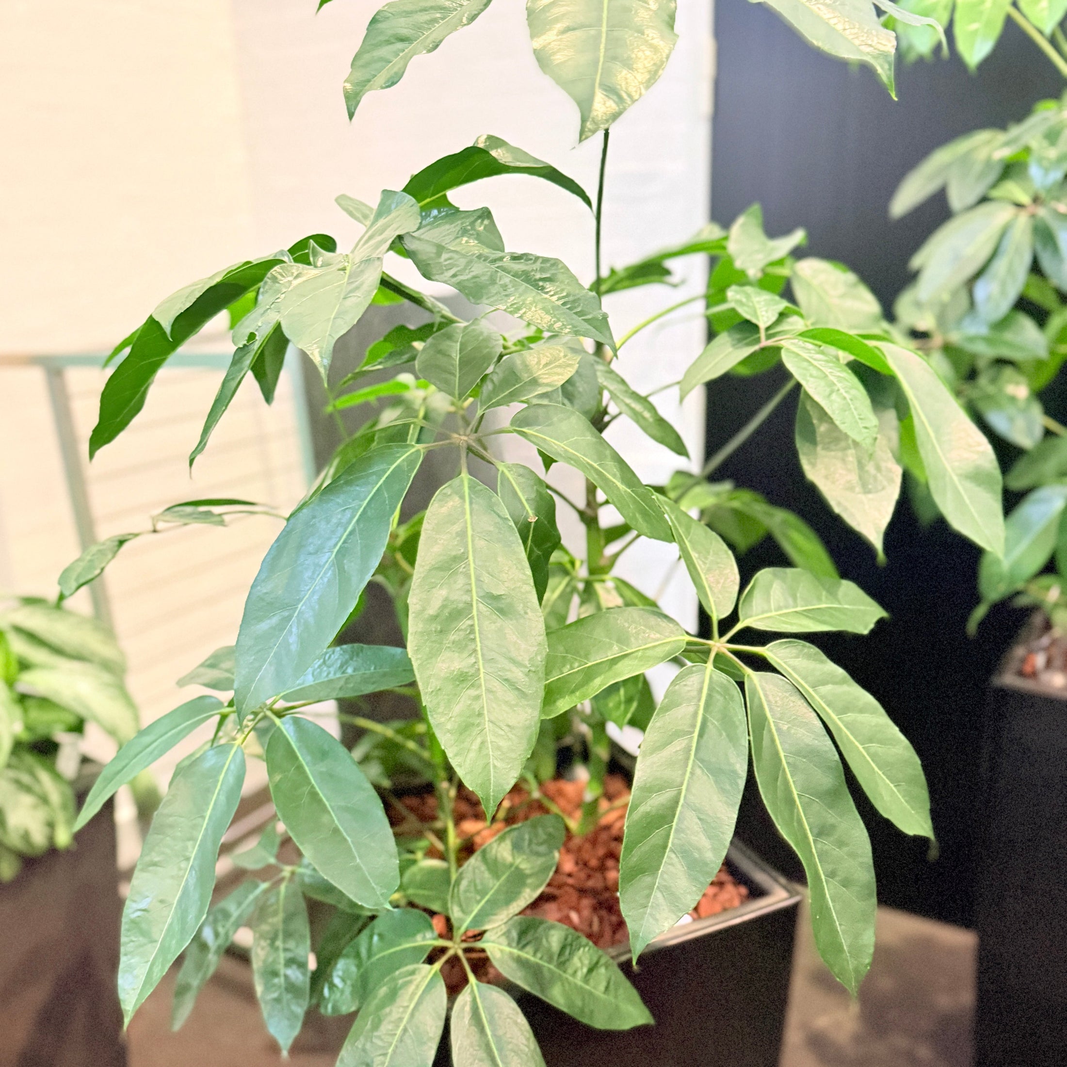Second Hand Paraplyplante – Schefflera Arboricola med Karakter