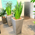 Indlæs billede i gallerivisning, Second Hand Slangeplante – Sansevieria med Karakter
