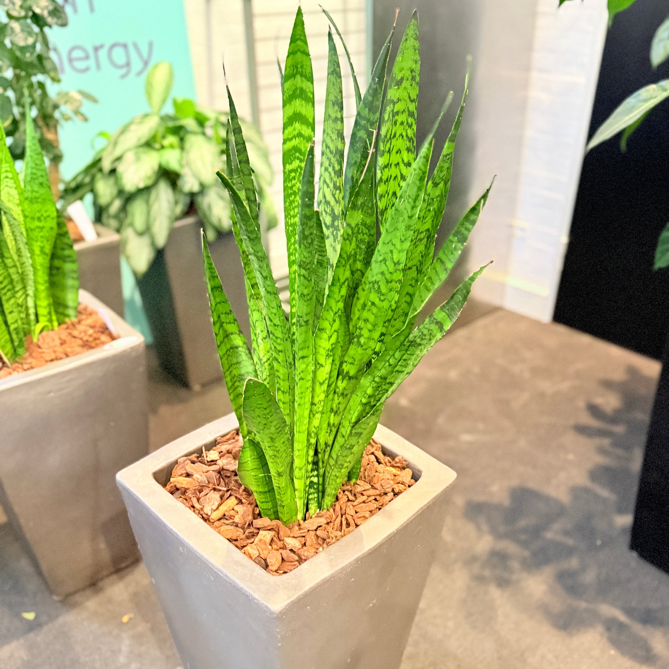 Second Hand Slangeplante – Sansevieria med Karakter
