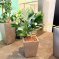 Indlæs billede i gallerivisning, Second Hand Påfugleplante – Calathea Goeppertia med Karakter
