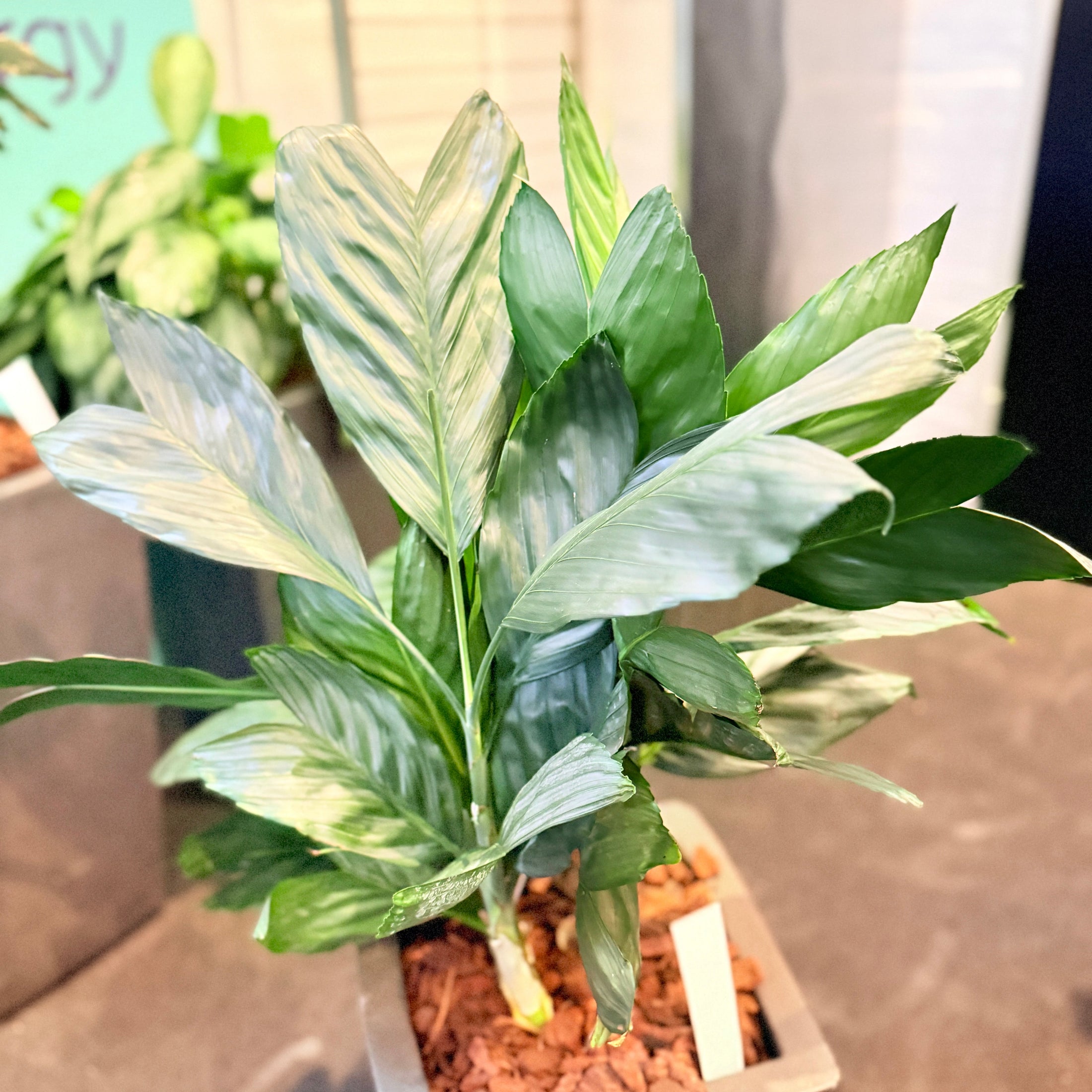 Second Hand Påfugleplante – Calathea Goeppertia med Karakter