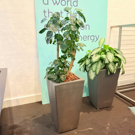 Second Hand Aralia – Polyscias med Karakter