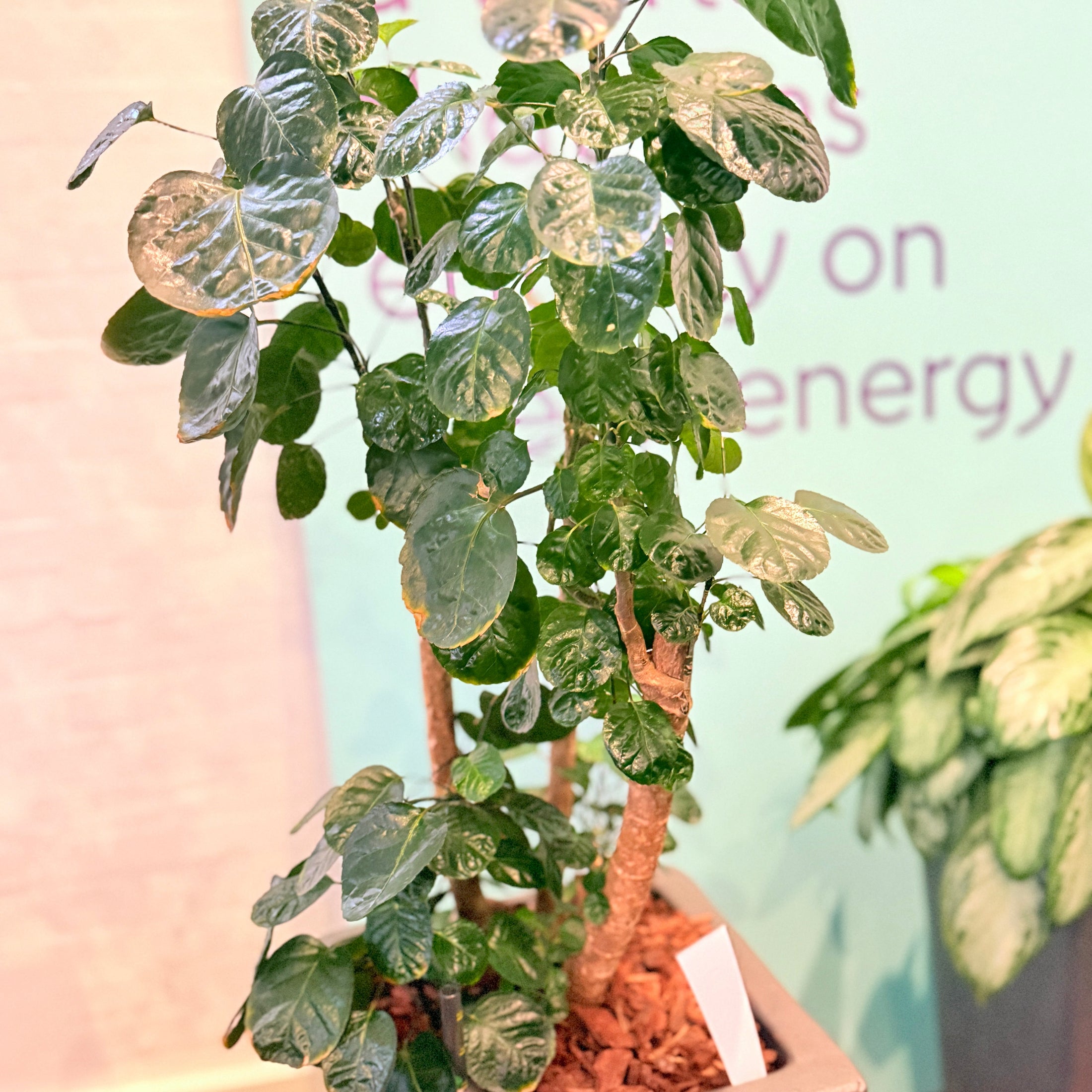 Second Hand Aralia – Polyscias med Karakter