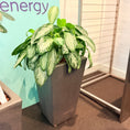 Indlæs billede i gallerivisning, Second Hand Kinesisk Stedsegrøn – Aglaonema med Karakter
