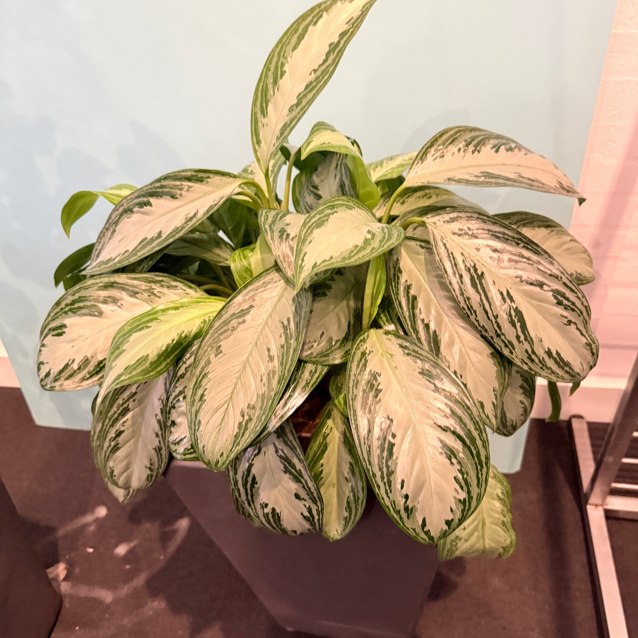 Second Hand Kinesisk Stedsegrøn – Aglaonema med Karakter