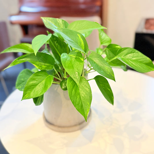 Second Hand Guldranke – Epipremnum Aureum med Karakter