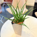 Indlæs billede i gallerivisning, Second Hand Mini Slangeplante – Sansevieria med Karakter

