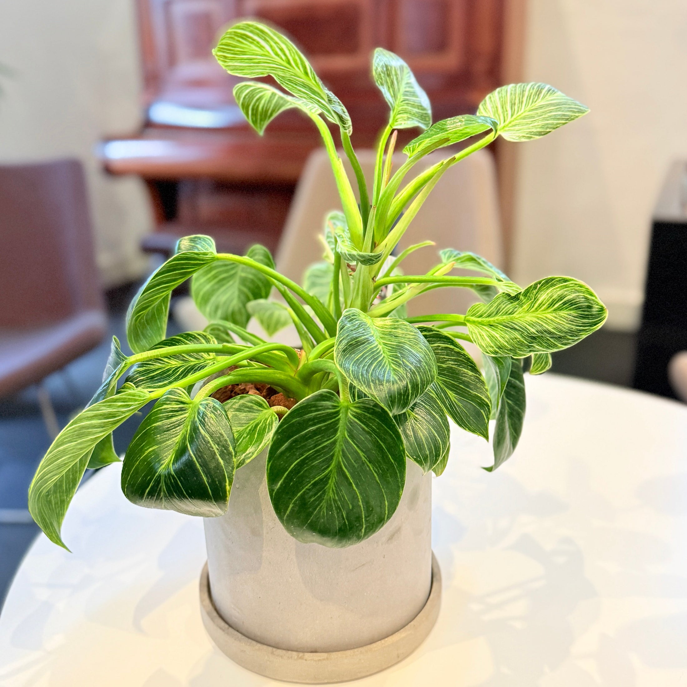 Second Hand Philodendron Birkin – Kompakt Plante med Karakter