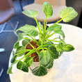 Indlæs billede i gallerivisning, Second Hand Philodendron Birkin – Kompakt Plante med Karakter
