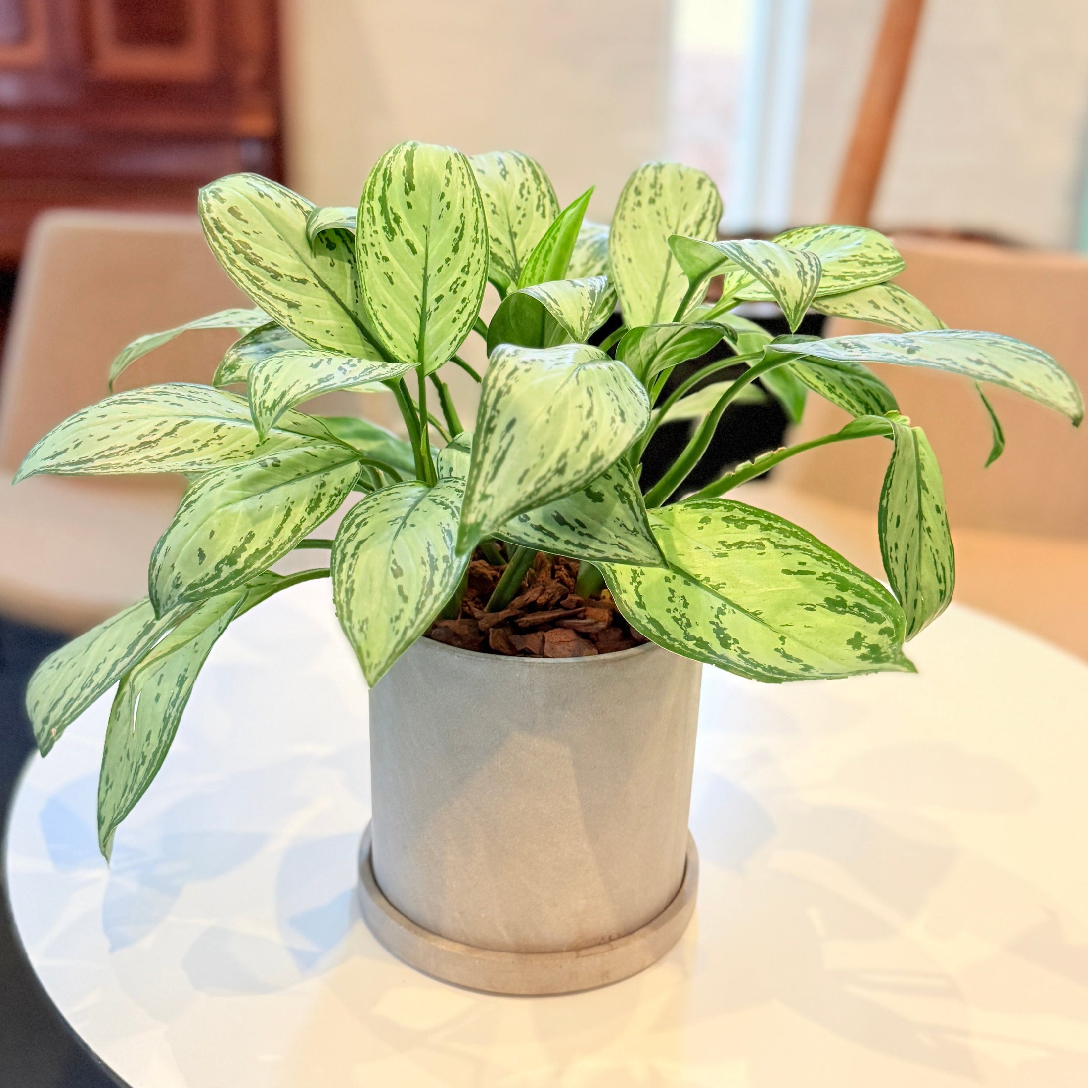 Second Hand Kinesisk Stedsegrøn – Aglaonema med Karakter