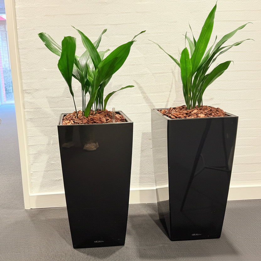 Second Hand Aspidistra – Støbejernsplante med Karakter