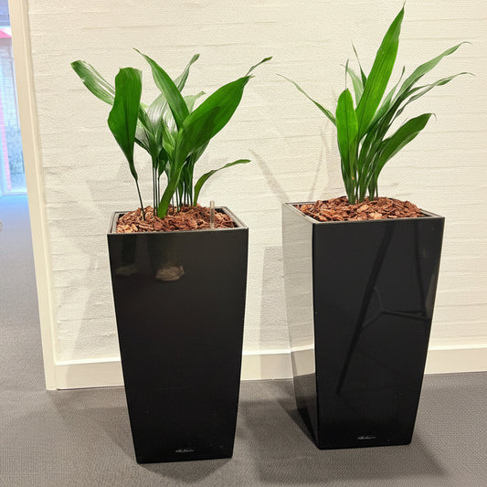 Second Hand Aspidistra – Støbejernsplante med Karakter