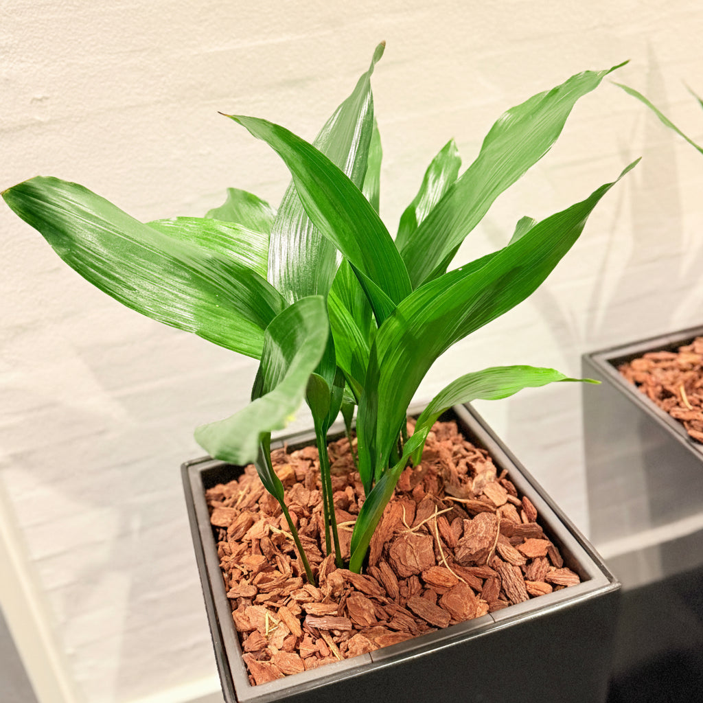 Second Hand Aspidistra – Støbejernsplante med Karakter