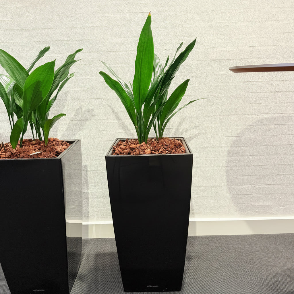 Second Hand Aspidistra – Støbejernsplante med Karakter