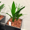 Indlæs billede i gallerivisning, Second Hand Aspidistra – Støbejernsplante med Karakter
