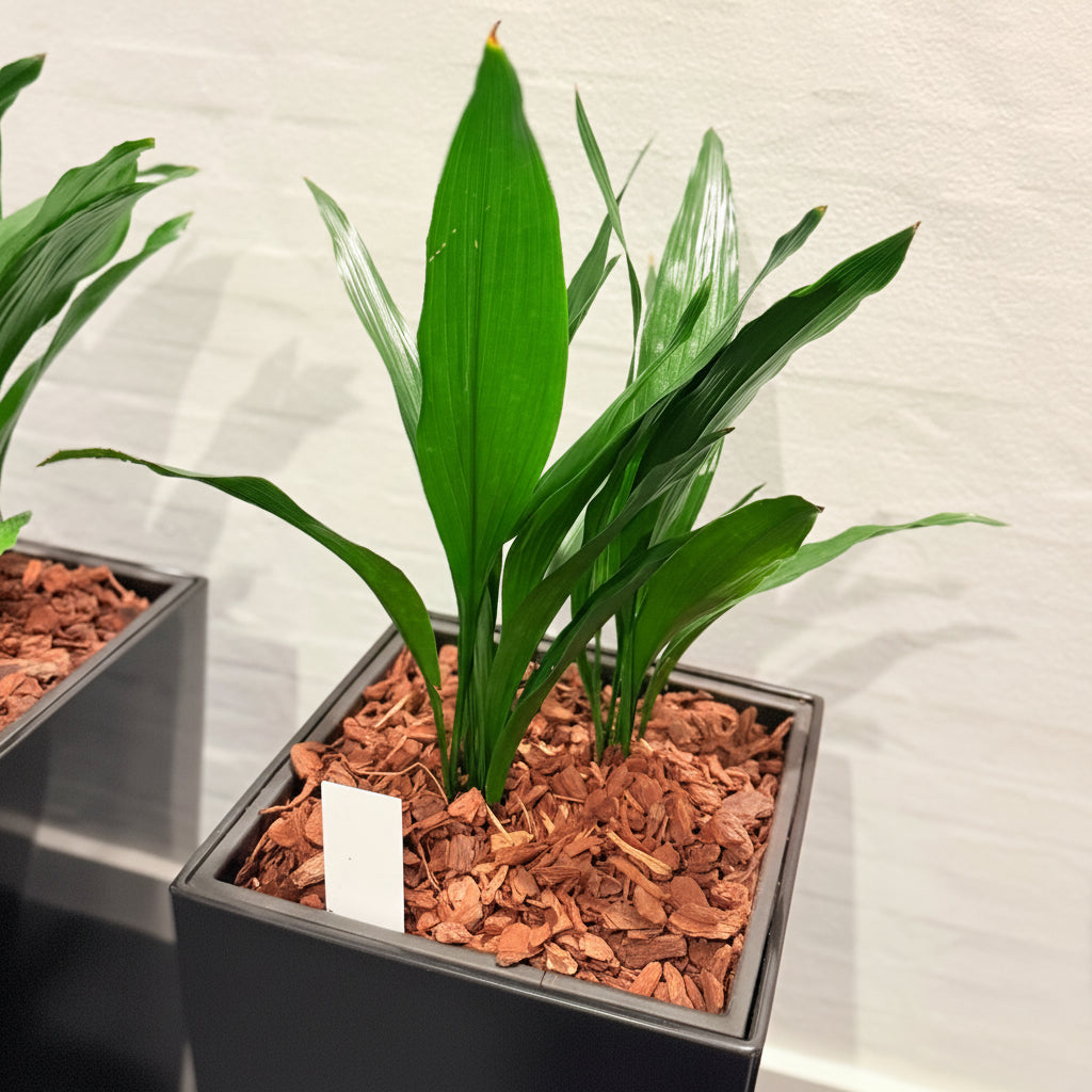 Second Hand Aspidistra – Støbejernsplante med Karakter