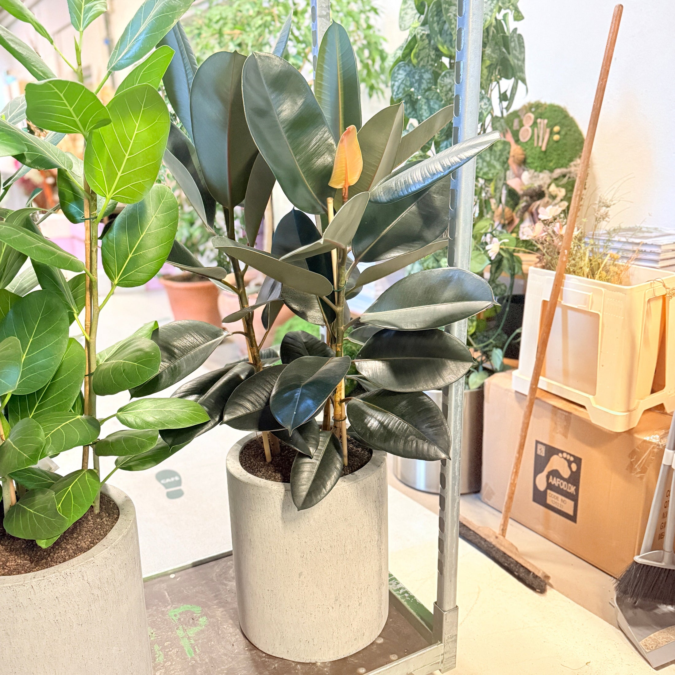 Second Hand Gummifikus – Ficus Elastica med Karakter