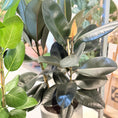 Indlæs billede i gallerivisning, Second Hand Gummifikus – Ficus Elastica med Karakter
