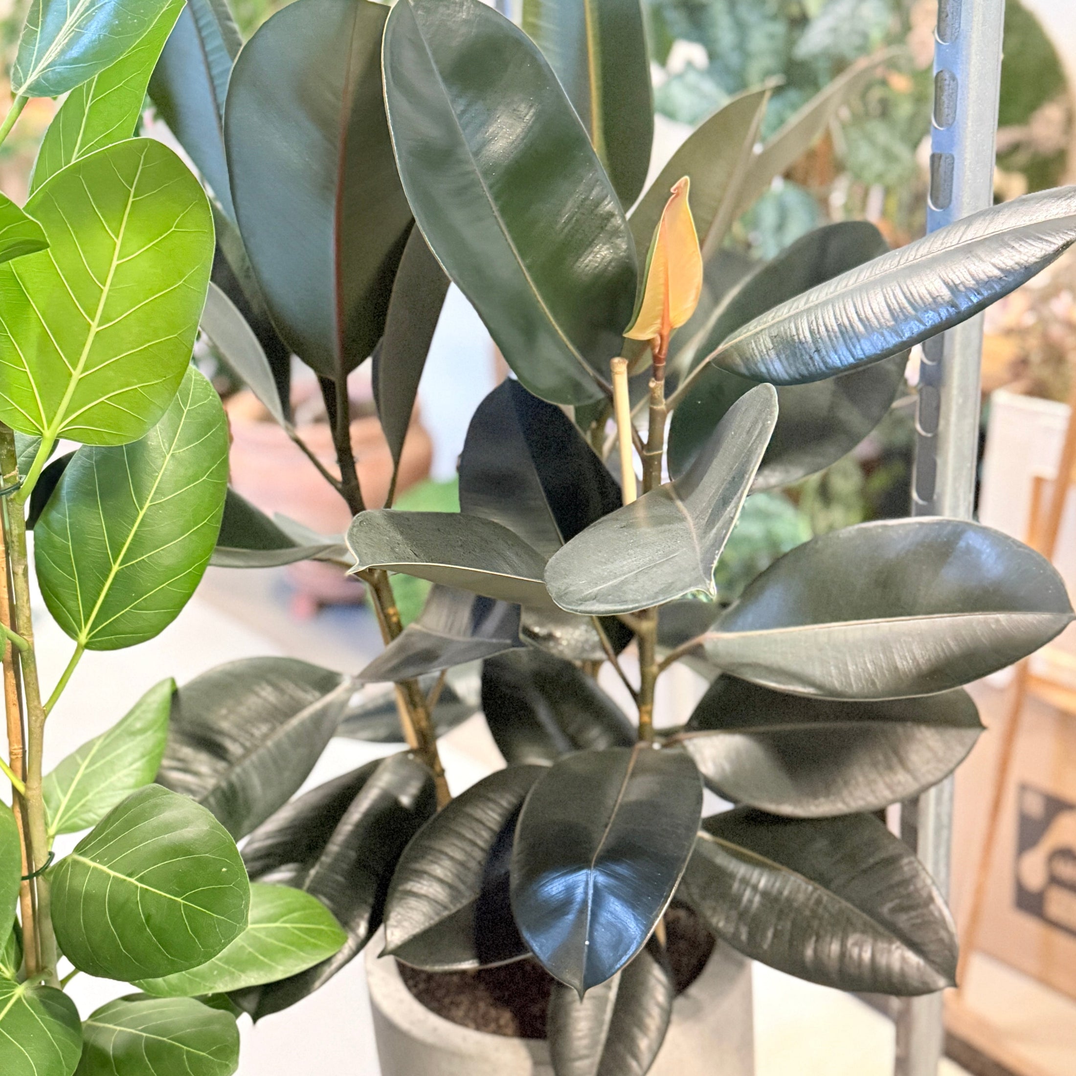 Second Hand Gummifikus – Ficus Elastica med Karakter