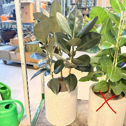 Gummifigen (Ficus elastica) – 120 cm