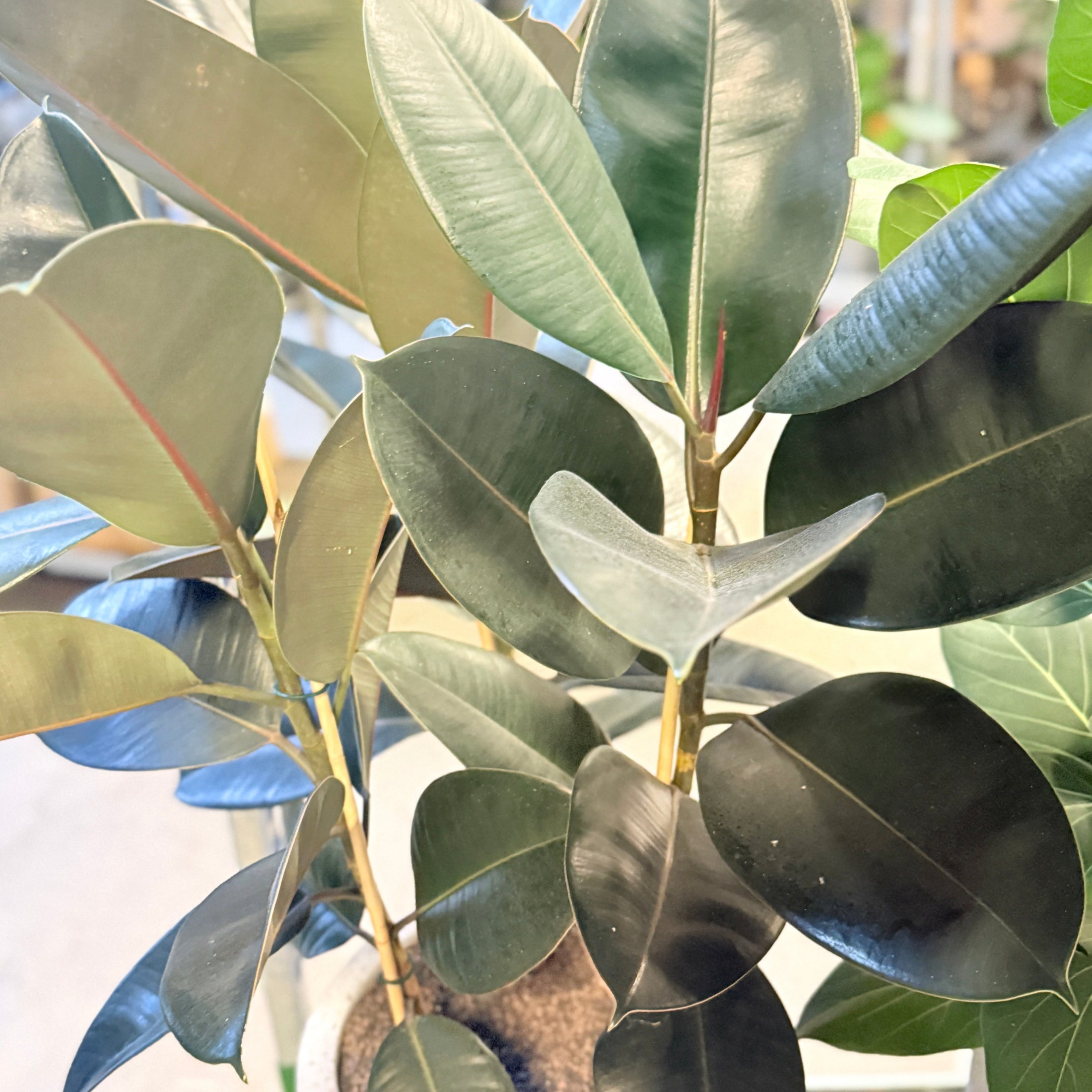 Gummifigen (Ficus elastica) – 120 cm