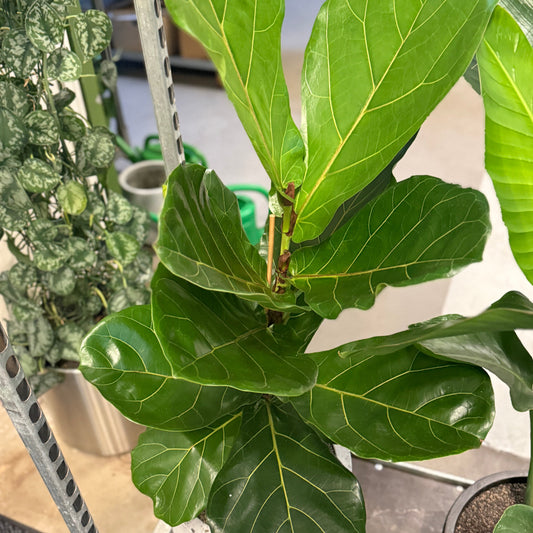 Second Hand Violinfigen – Ficus Lyrata med Karakter