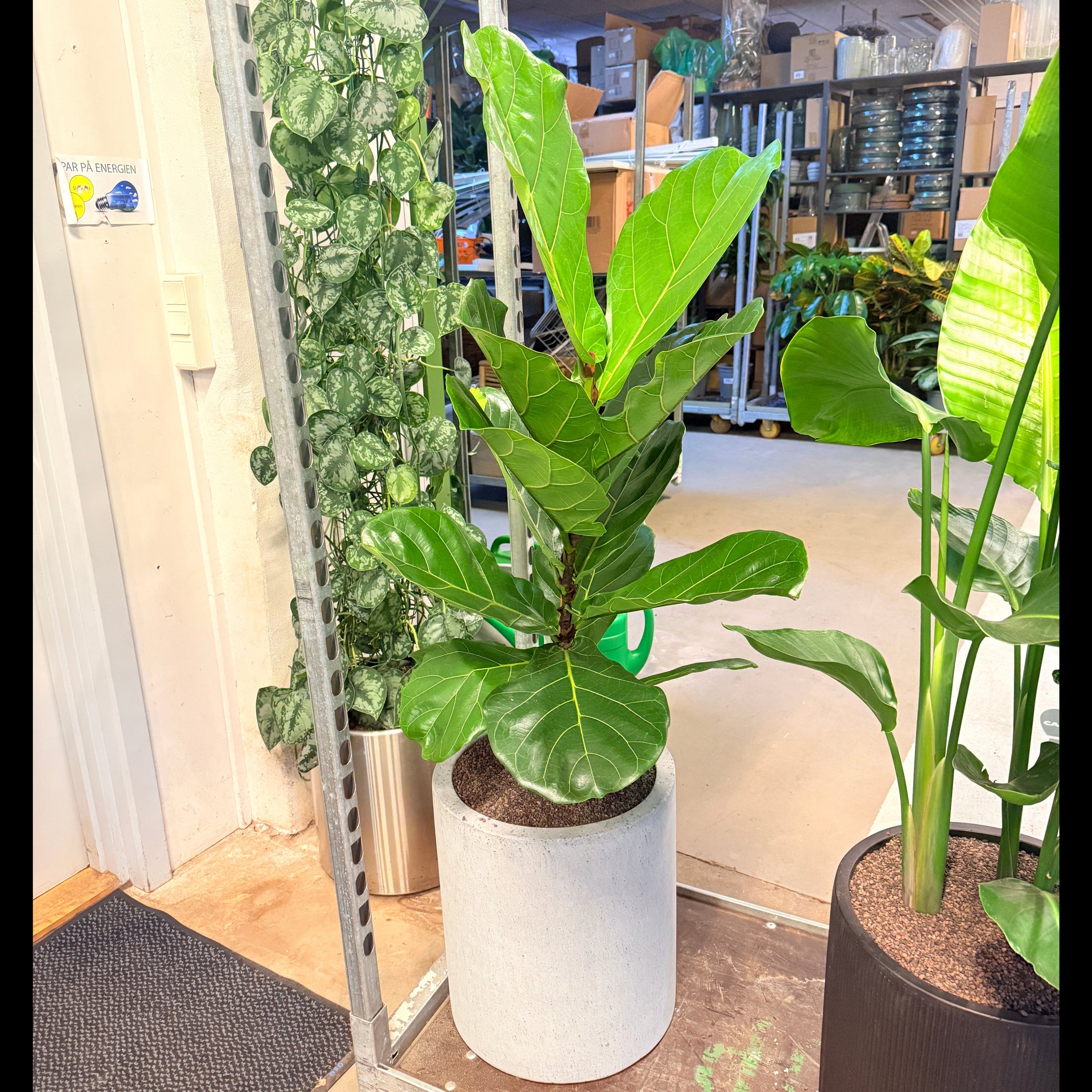 Second Hand Violinfigen – Ficus Lyrata med Karakter